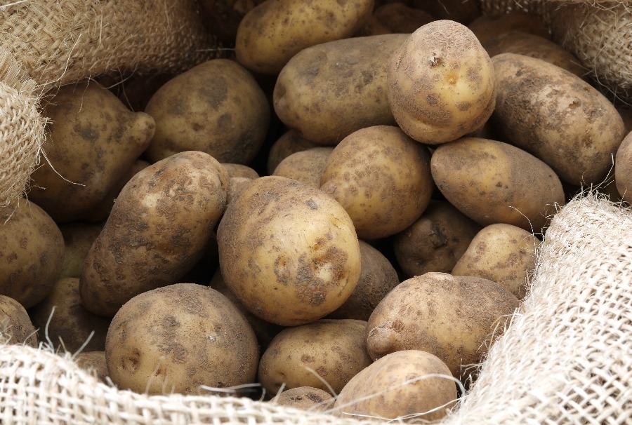 Что нужно знать для хранения картошки в квартире: способ хранения в погребе или в подвале