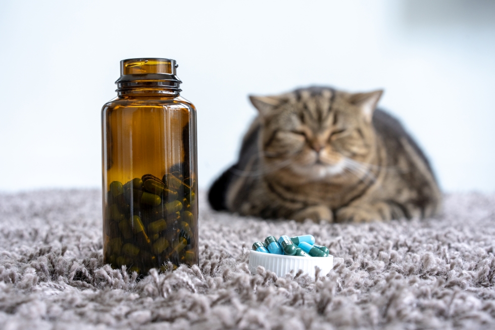 Противопаразитарные препараты для котенка