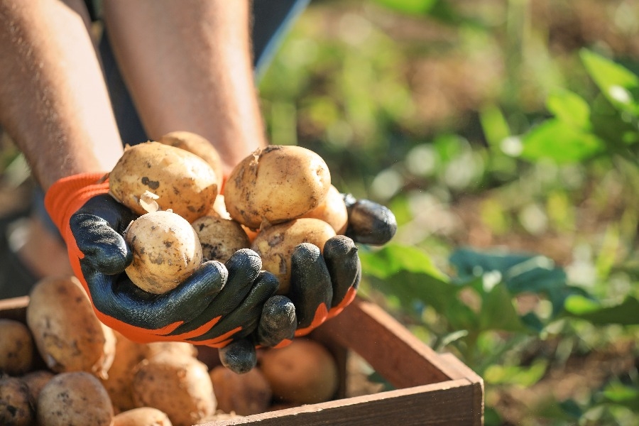 Что нужно знать для хранения картошки в квартире: при сборе урожая
