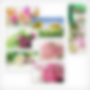 Пленка-стикер Цветы защитная, 75х45 см (дизайн в ассортименте)