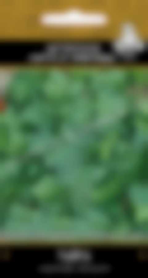 Кориандр Тайга (А) 300466