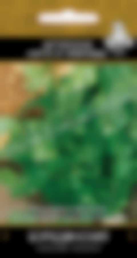 Кориандр Бородинский (А) 300457