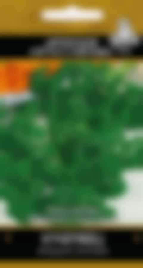 Петрушка Кучерявец (А) 410912