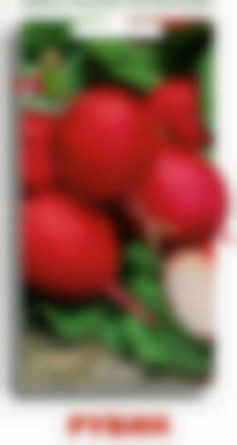 Редис Рубин 440949