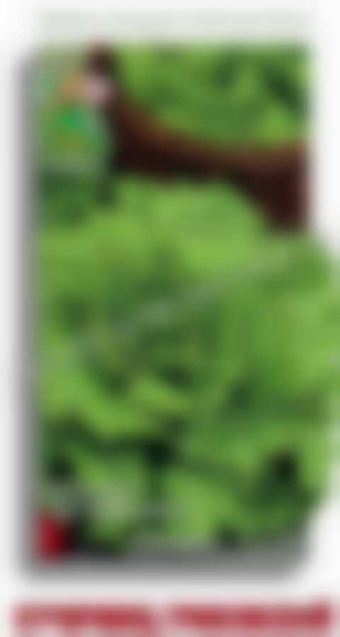 Салат Кучерявец Грибовский 470498