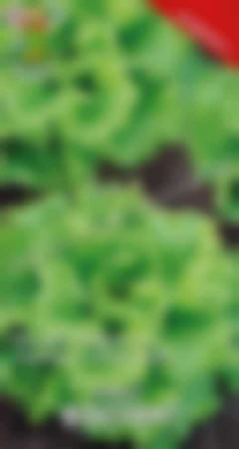 Салат Восторг (А) 721877