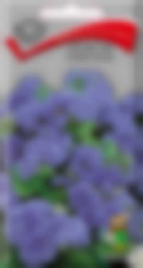 Агератум Голубая норка 120620