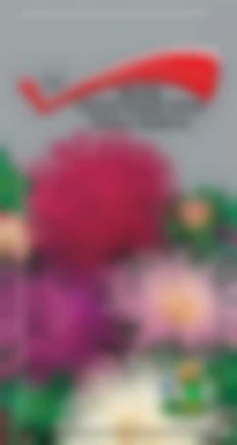 Астра Гигантские лучи Смесь окрасок 140767