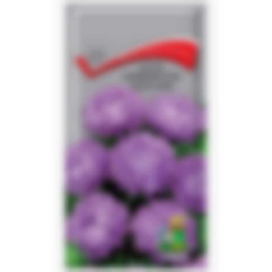 Астра низкорослая Голубой ковер 150108