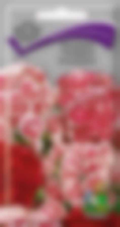 Гвоздика Турецкая Супер Дуплекс 190806