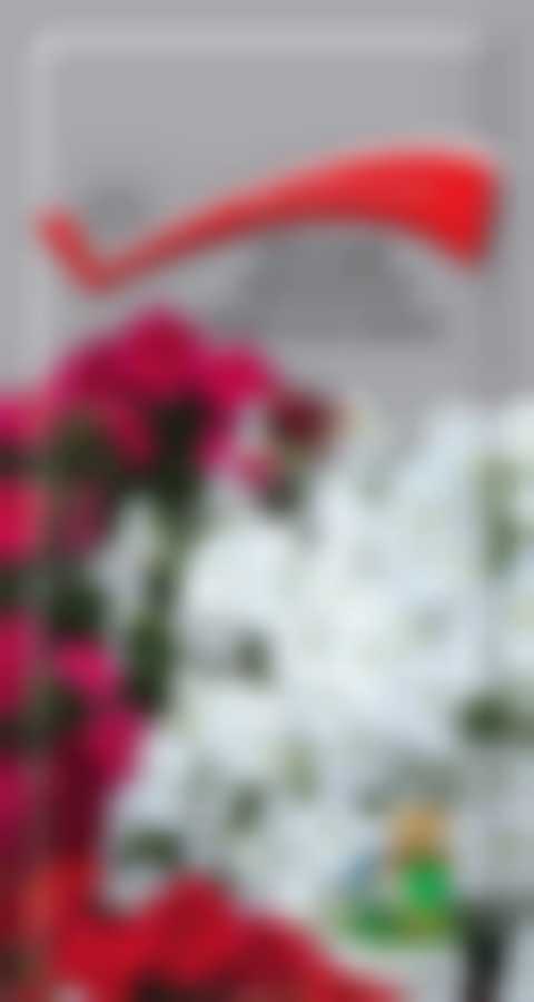 Петуния ампельная Лавина смесь окрасок F1 420049