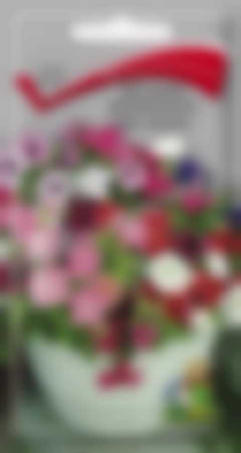 Петуния балконная Смесь окрасок 420153