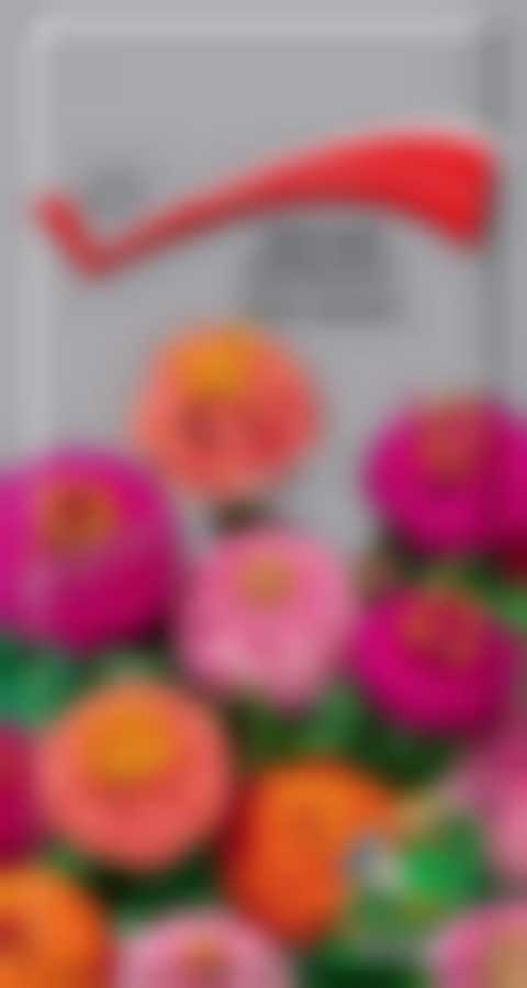 Цинния лиллипут Смесь окрасок 590015