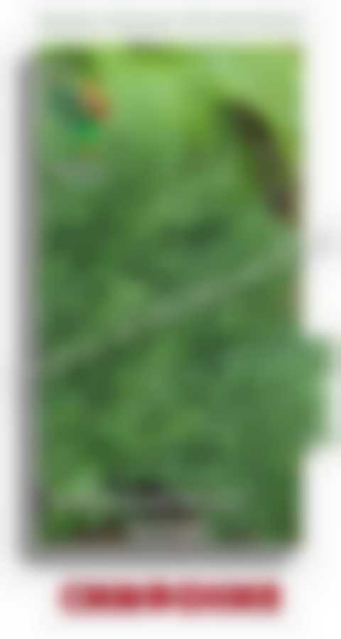 Укроп Симфония 560322