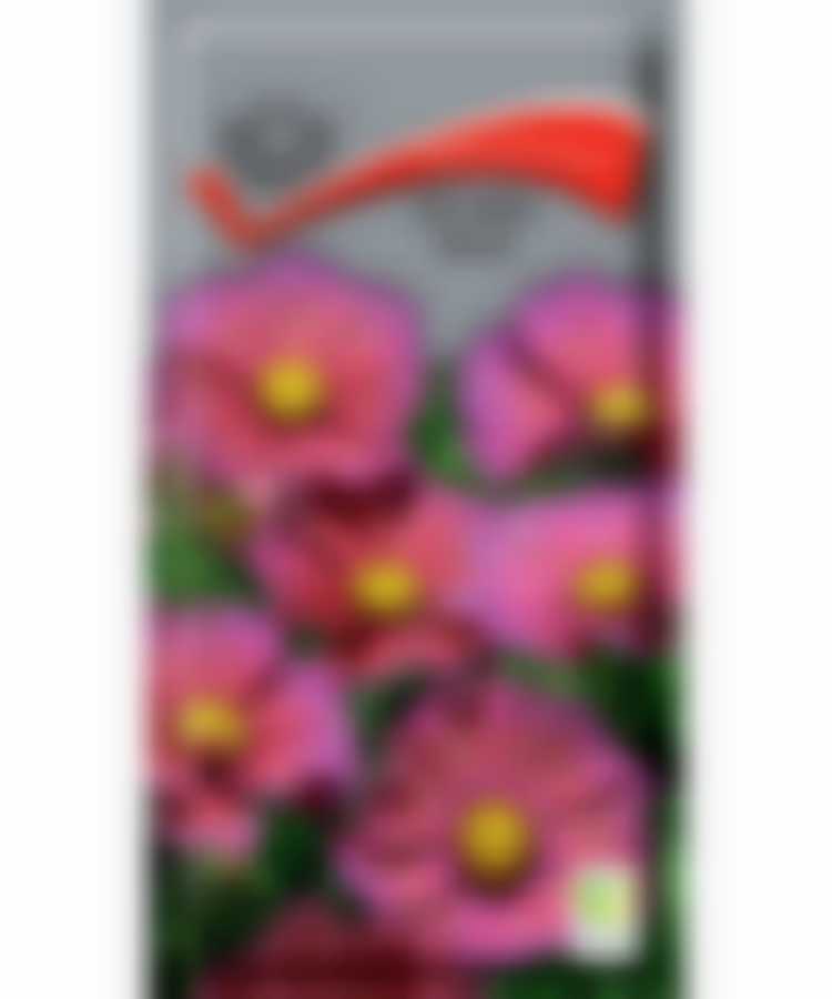 Космея Ксения