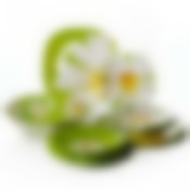 Столовый набор на 6 персон Luminarc Carine Paquerette, 19 предметов