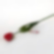 Тюльпан 63 см