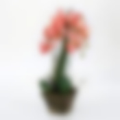 Орхидеи в горшке