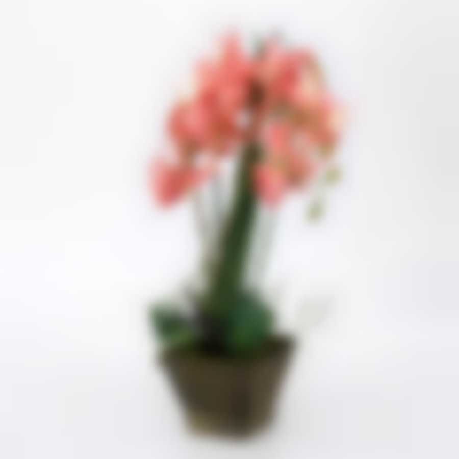 Орхидеи в горшке