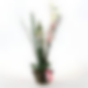 Орхидеи в горшке 42 см