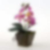 Орхидеи в горшке 28 см