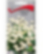 Хризантема девичья Голден бол 580568