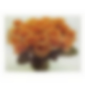 Разделочная доска, стеклянная прямоугольная, 30*40 РОЗЫ