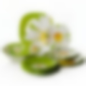 Столовый набор на 6 персон Luminarc "Paquerette", 19 предметов