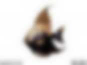 Фигурка "ЧЕРНАЯ РЫБКА" высота=27 см.