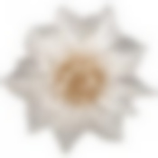 Блюдо Poinsettia white gold 21см без упаковки 