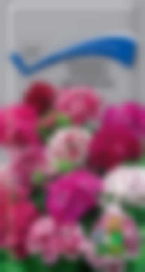 Гвоздика Турецкая Индийский ковер 190785