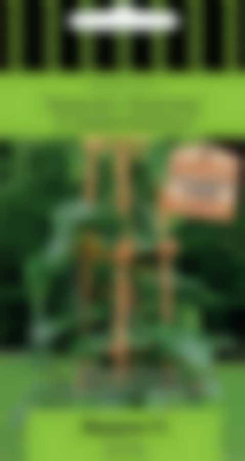 Огурец Подарок F1 (А) 720467