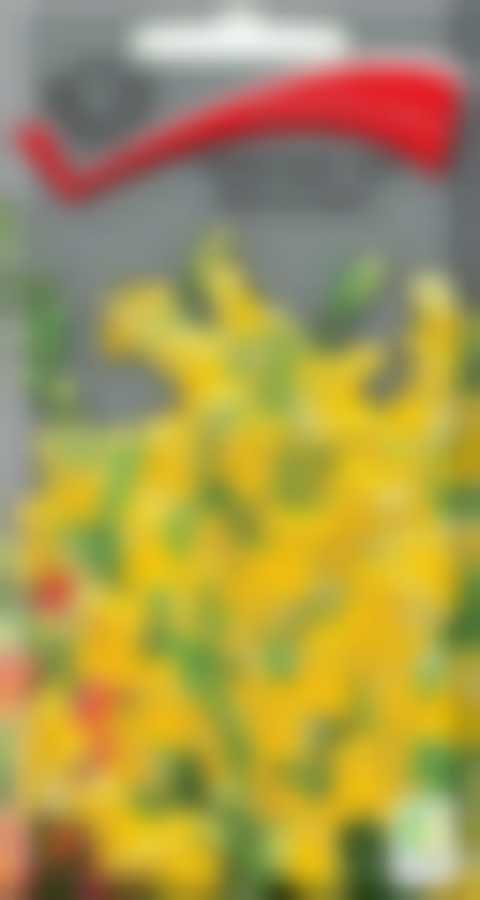 Львиный зев Желтый букет 350662