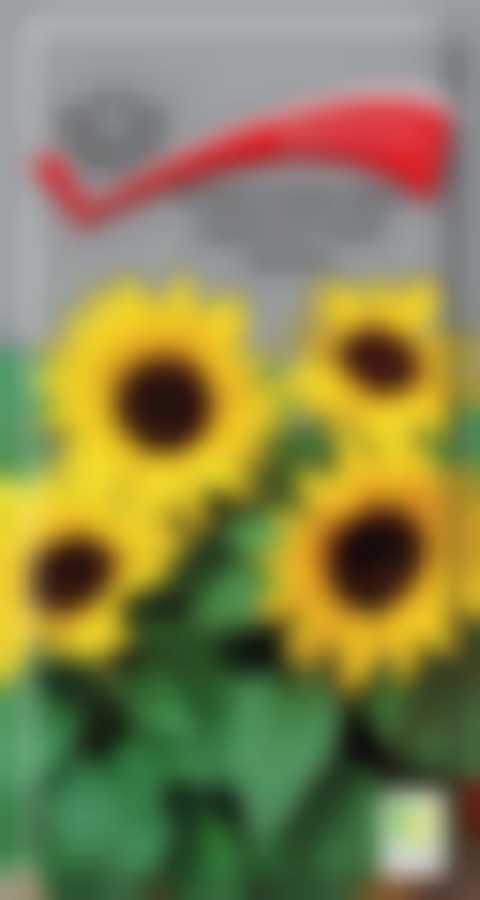 Подсолнечник однолетний Бамбино 430745