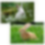 Салфетка "Кролик ФОТО". Размер 41х26см.  2диз. NEW