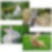 Разделочная доска  "Кролик ФОТО". Размер 29х17см. 4диз. NEW