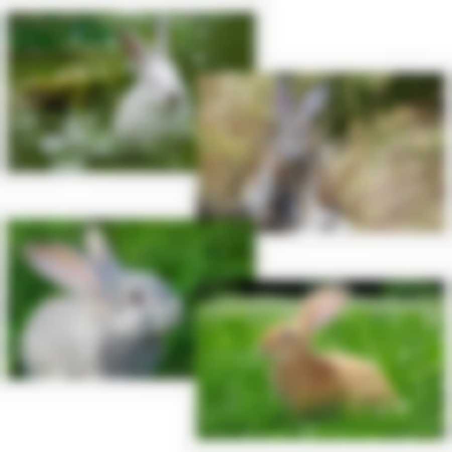 Разделочная доска  "Кролик ФОТО". Размер 29х17см. 4диз. NEW