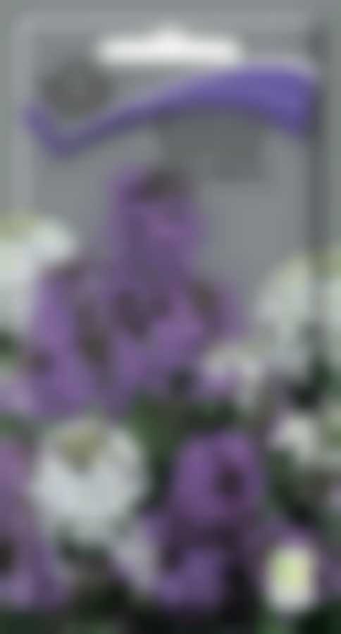 Вечерница Матроны Смесь окрасок 689794