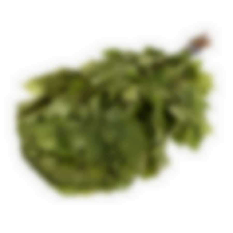 Веник кленовый в уп.