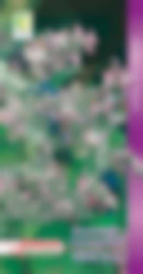 Шалфей овощной Нектар (А) 590331