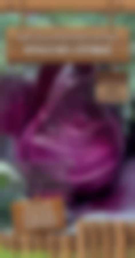 Капуста краснокочанная Красное сердце (А) 794737