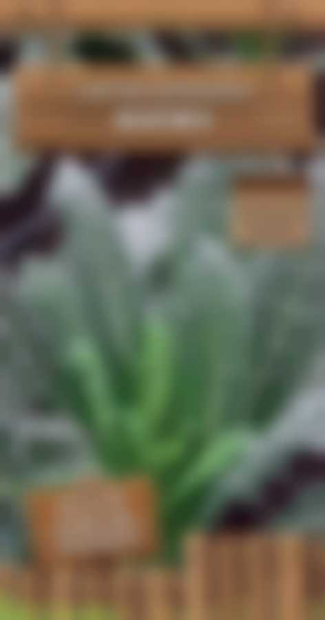 Капуста листовая Фитнес (А) 803992