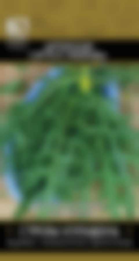 Двурядник тонколистный Стрелы Купидона (А) 240191