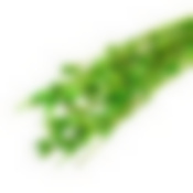 Сухоцвет Бадьян, зелёный, 50 г в упаковке   7749530