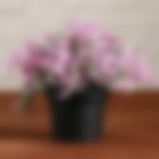 Бонсай в горшке "Травушка" 7х10 см, микс 5201893