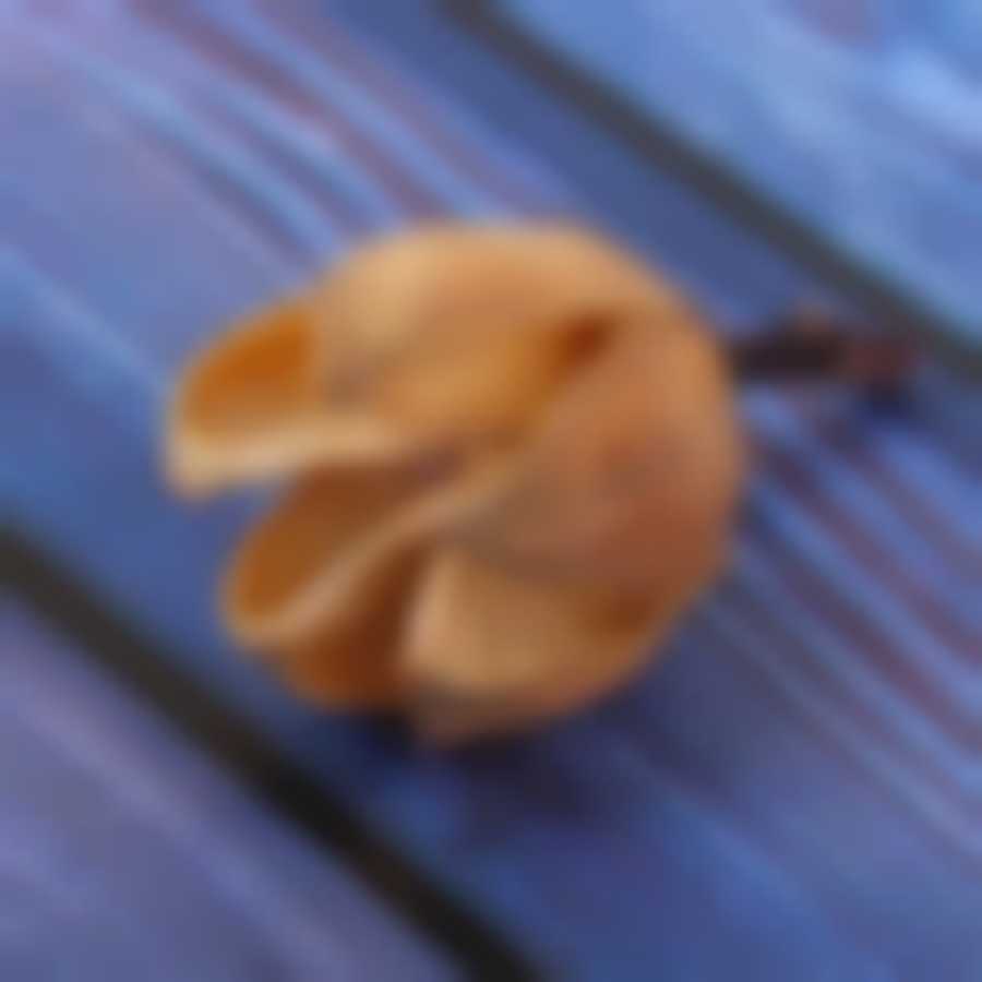 Сухие цветы кунжута, 30 гр, цвет натуральный 2325568