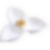 Менажница фарф 3 секц 27х24х4,5 LR