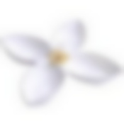 Менажница фарф 4сек 25,5х25,5х5 LR