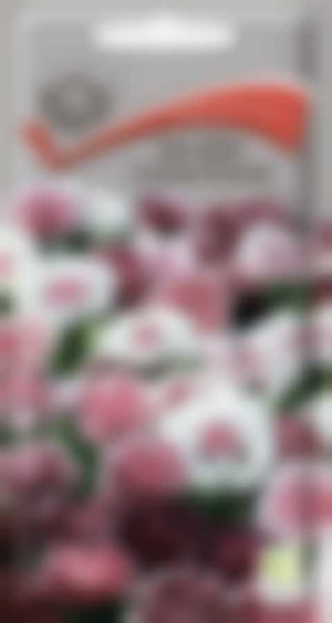 Василек Сестрица Аленушка 170821