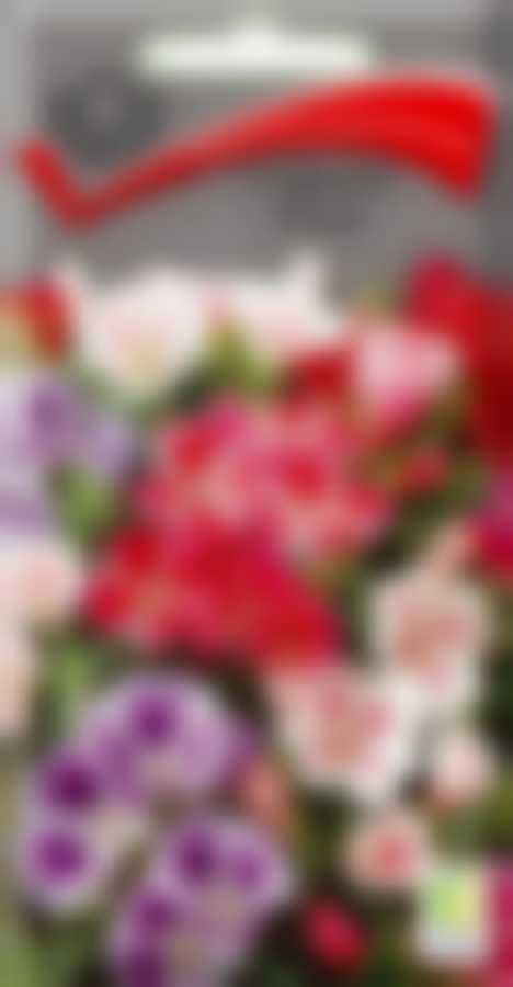 Годеция Монарх 220793